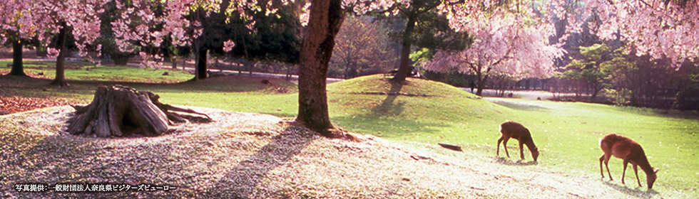奈良公園　写真提供:一般財団法人奈良県ビジターズビューロー